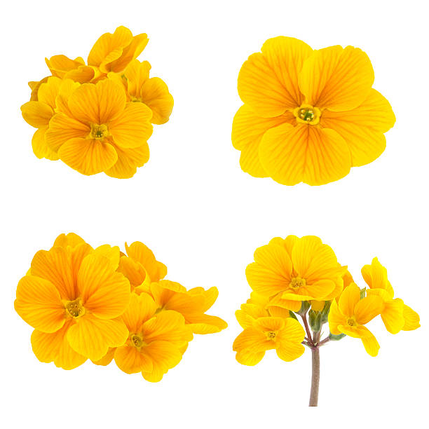 yellow spring flowers of primrose isolated on white - sarı stok fotoğraflar ve resimler