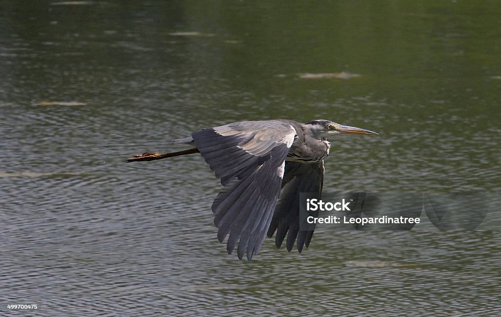 Grey Heron Grey heron flying over the lake. Animal Wildlife Stock Photo