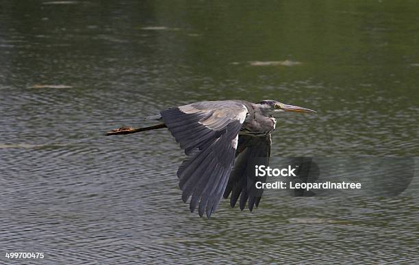 Grey Heron Stock Photo - Download Image Now - Animal Wildlife, Animals In The Wild, Beauty In Nature