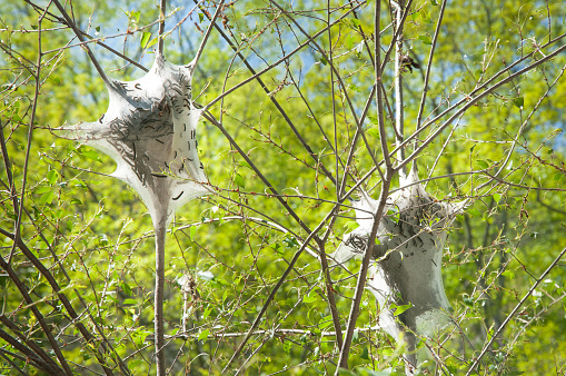 Two tent caterpillars nests, with visible groups of worms inside and outside silk, web-like cocoons. Looks like a parasitic growths on a defoliated tree branch.
