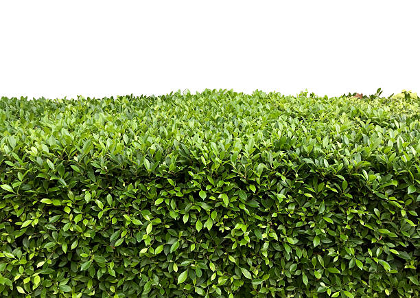 istock Green hedge with fetus isolated 499700774