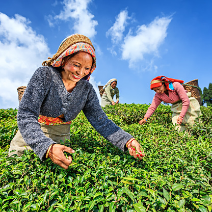 Indian women plucking tea leaves in Darjeeling, West Bengal. India is one of the largest tea producers in the world, though over 70% of the tea is consumed within India itself.