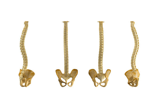 등근육 뼈다귀, 엉덩관절 - human spine chiropractor three dimensional shape healthcare and medicine 뉴스 사진 이미지