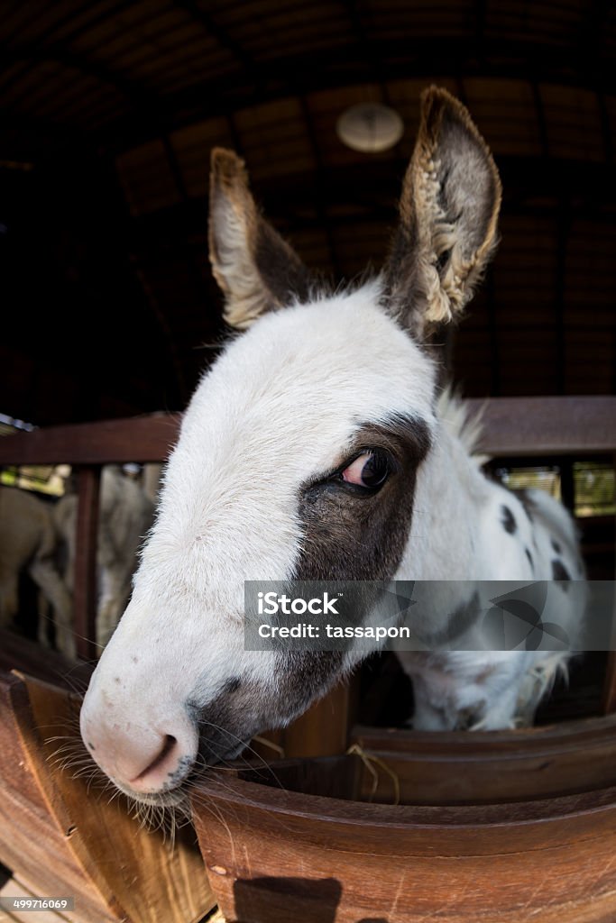 donkey head donkey head in farm fence Agriculture Stock Photo