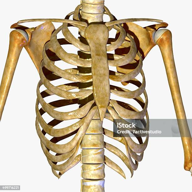Skeleton Ribs Stock Photo - Download Image Now - Anatomy, Animal Skeleton, Architectural Column