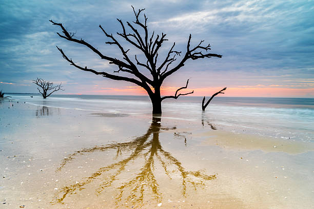 Botany Bay Daybreak An aged, weathered oak tree lingers on the Edisto Island beach at Botany Bay, near Charleston, SC.     edisto island south carolina stock pictures, royalty-free photos & images