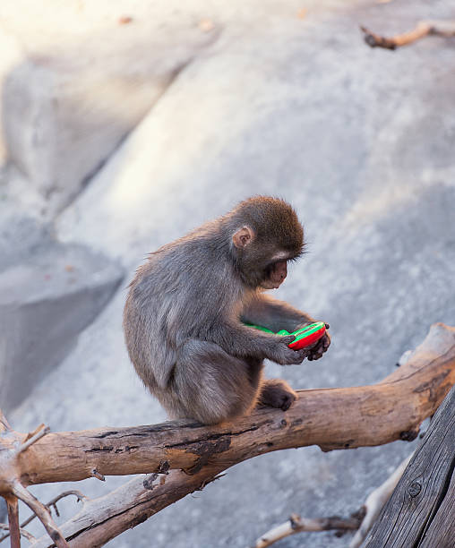 dziecko małpa w zoo - telephone chimpanzee monkey on the phone zdjęcia i obrazy z banku zdjęć