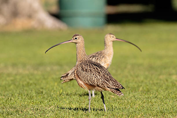 Lawn Curlew Symmetry Two Long billed culews on a lawn facing in opposite directions. two heads are better than one stock pictures, royalty-free photos & images