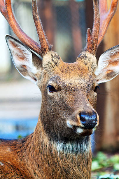 cervo sika (cervus nippon) - paridigitates imagens e fotografias de stock