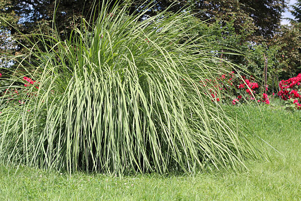 istock Poaceae in the garden 499718269