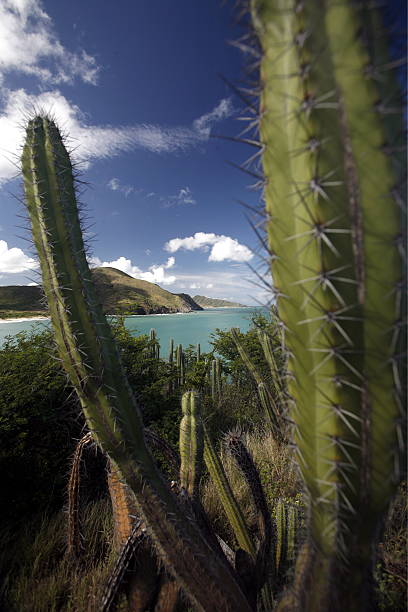 istock VENEZUELA MARGARITA PEDRO GONZALEZ ISLAND 499718585
