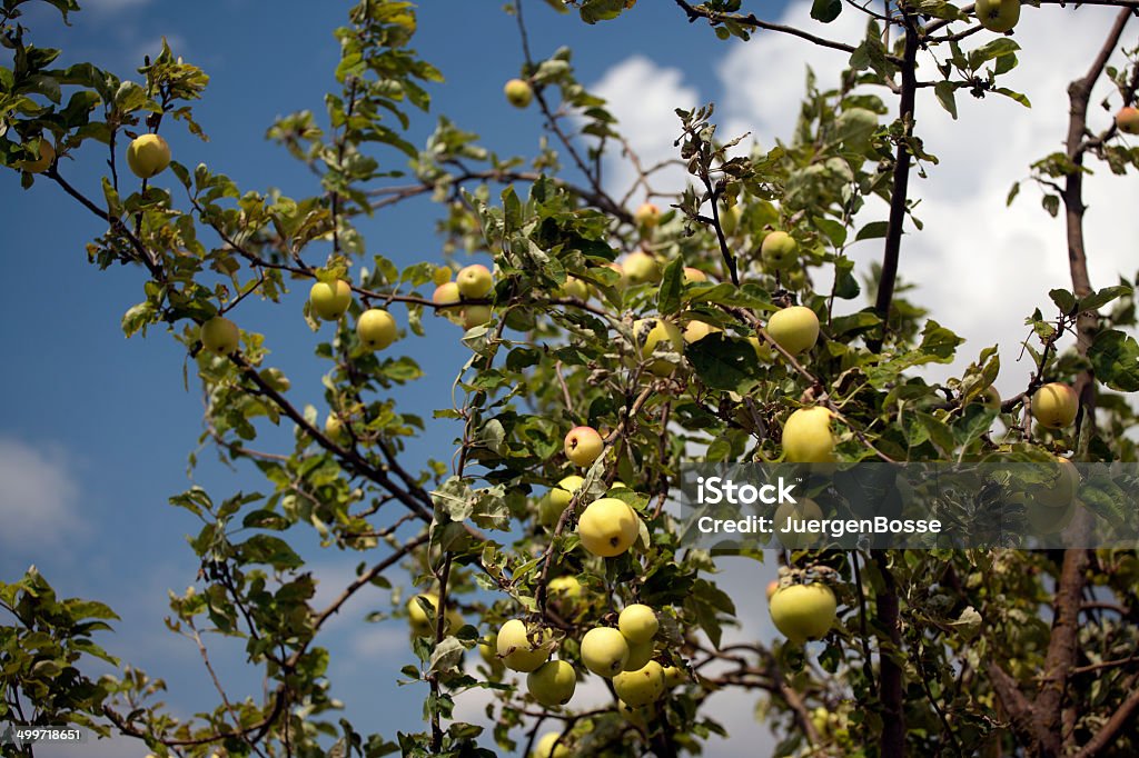 Apple Tree - Lizenzfrei Apfel Stock-Foto