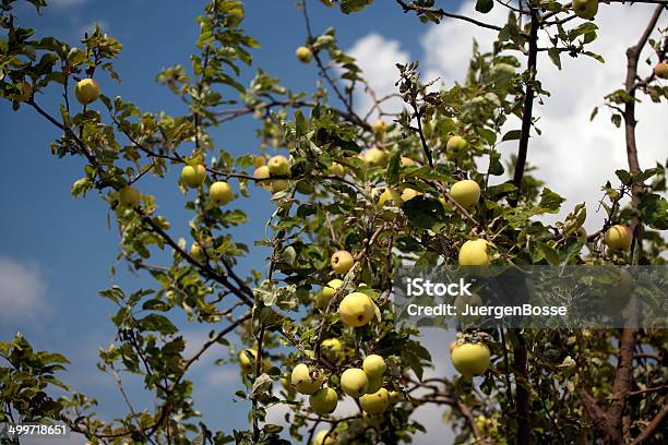 Apple Tree Stockfoto und mehr Bilder von Apfel - Apfel, Apfelbaum, Fotografie