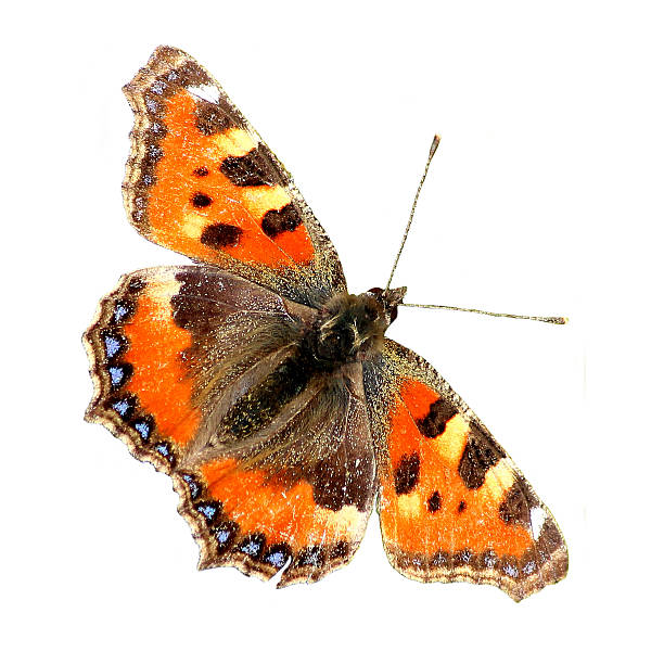 istock Image of small tortoiseshell butterfly, isolated on white background 499719789