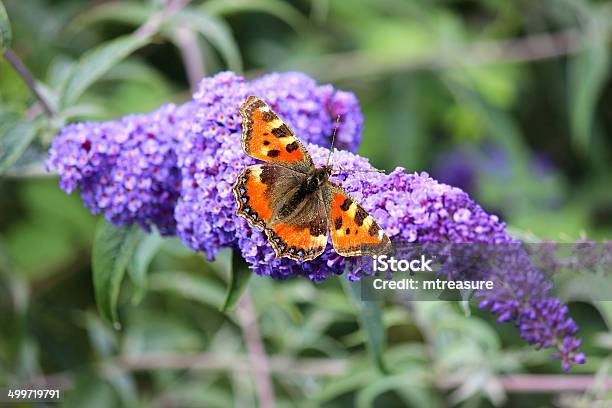 거북무늬고양이 나비 On 퍼플 부들레아 꽃 Butterfly 부시 나비에 대한 스톡 사진 및 기타 이미지