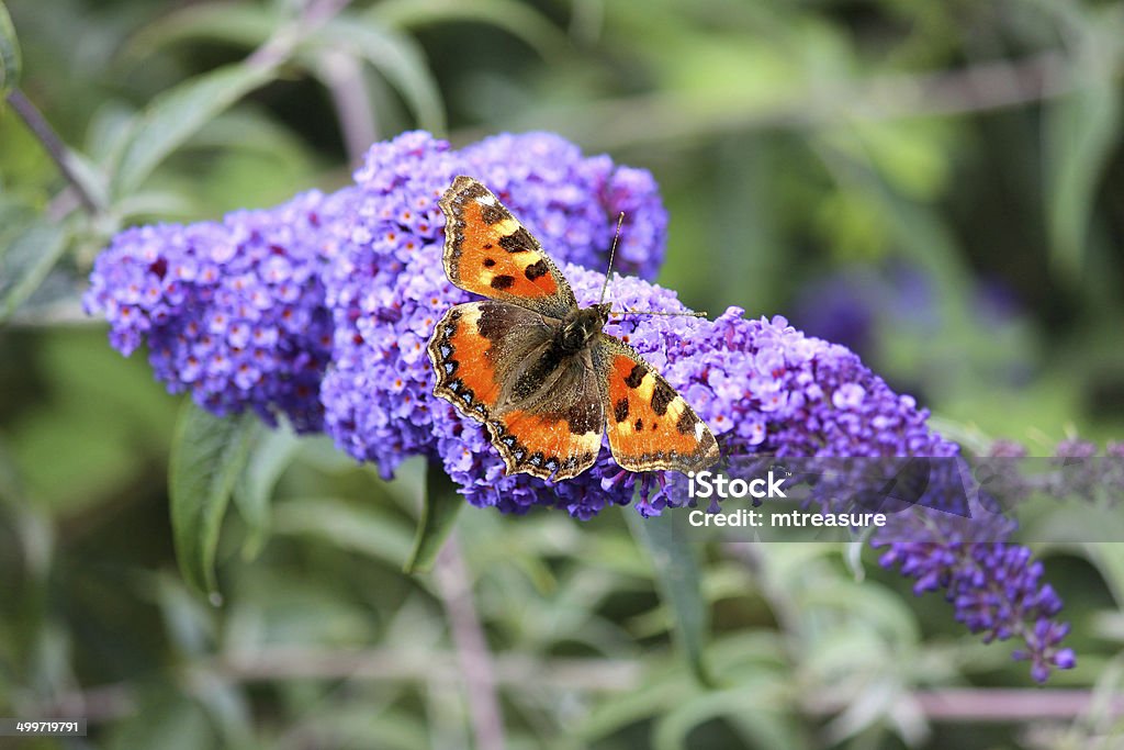 Tortoiseshell butterfly na fioletowy Budleja Kwiaty (wyciąg z budlei), butterfly bush - Zbiór zdjęć royalty-free (Motyl)