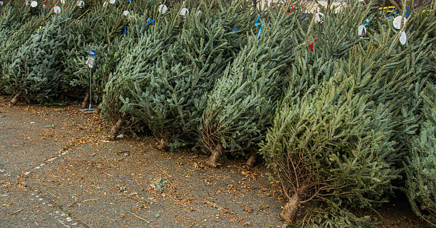 Christmas tree stock photo