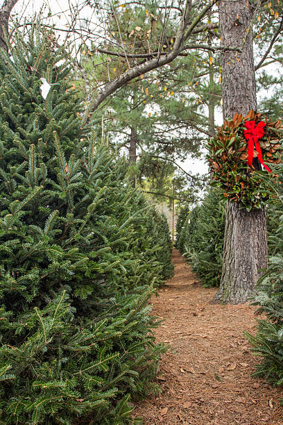 Christmas tree stock photo