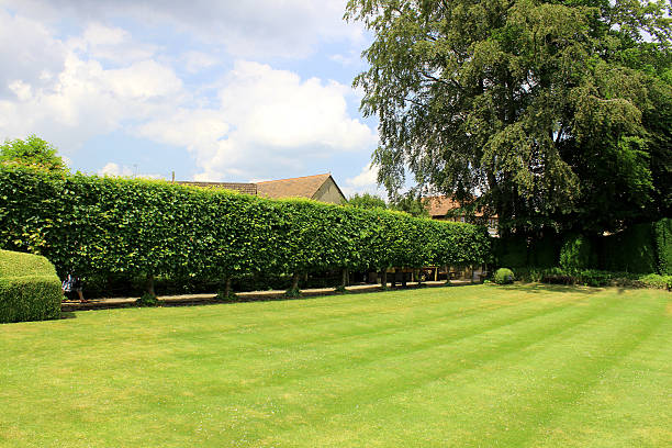 Image of green garden lawn with stripes, lime tree hedge stock photo