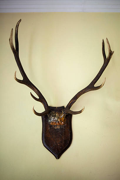 istock Trophy antlers hanging  the wall 499720511