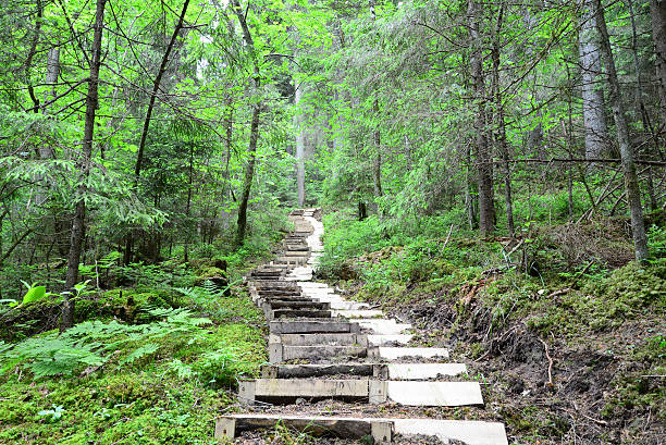 Photo of wooden stairs in the forest. Taken in Sigulda, Latvia.