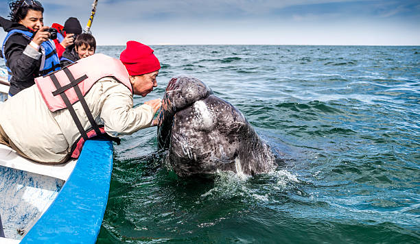 Old Woman Kissing a Gray Whale