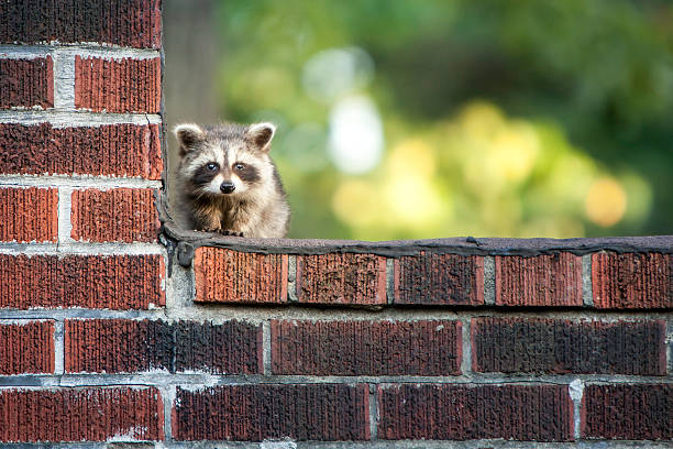 bebé racoon - rule of third fotografías e imágenes de stock