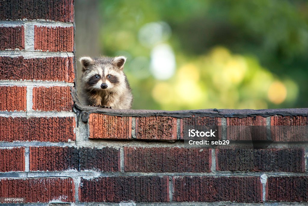 Baby Racoon A cute baby racoon hiding from danger with copyspace. One Person Stock Photo