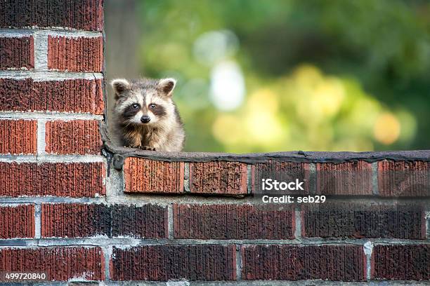 Baby Racoon Stock Photo - Download Image Now - One Person, People, Photography