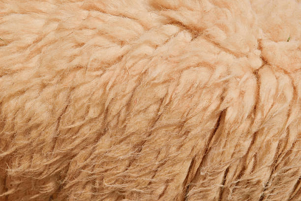 istock Wool sheep in farm closeup for background 499721020