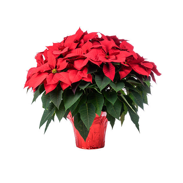 Pot of Bright Red Poinsettia Pot of Bright Red Poinsettia Isolated on White red poinsettia vibrant color flower stock pictures, royalty-free photos & images