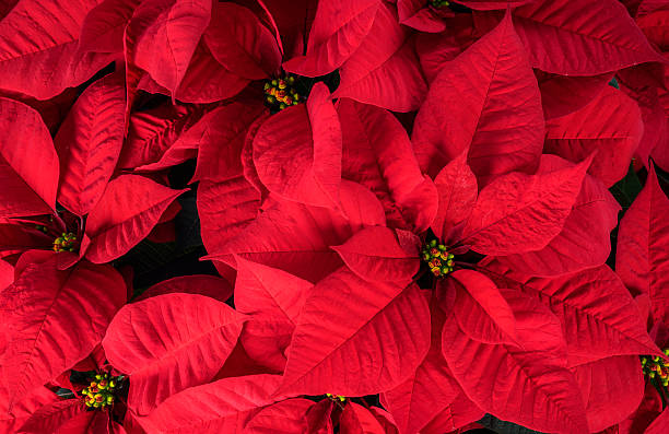 istock Bright Red Christmas Poinsettia 499721442