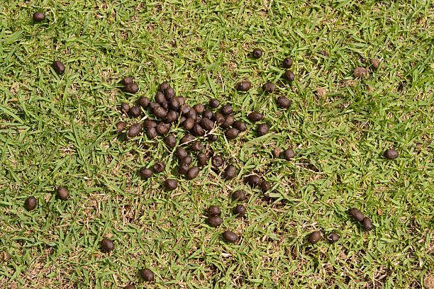 Close up black color sheep excrement droppings on grass stock photo