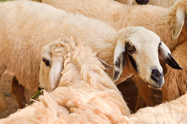 istock Close up Sheep in farm focus on sheep eye 499721568