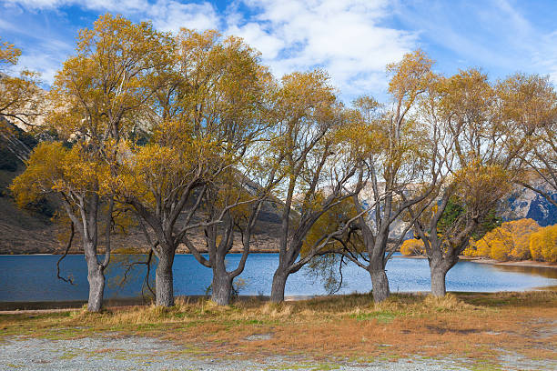 arbres en automne - arthurs pass national park photos et images de collection