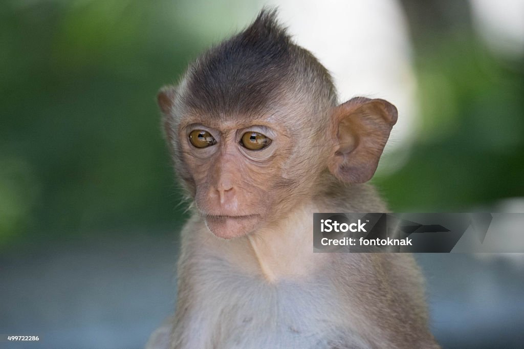 Foto de Macacos Fofos e mais fotos de stock de Animal selvagem - Animal  selvagem, Ano do Macaco, Fofo - Descrição Geral - iStock