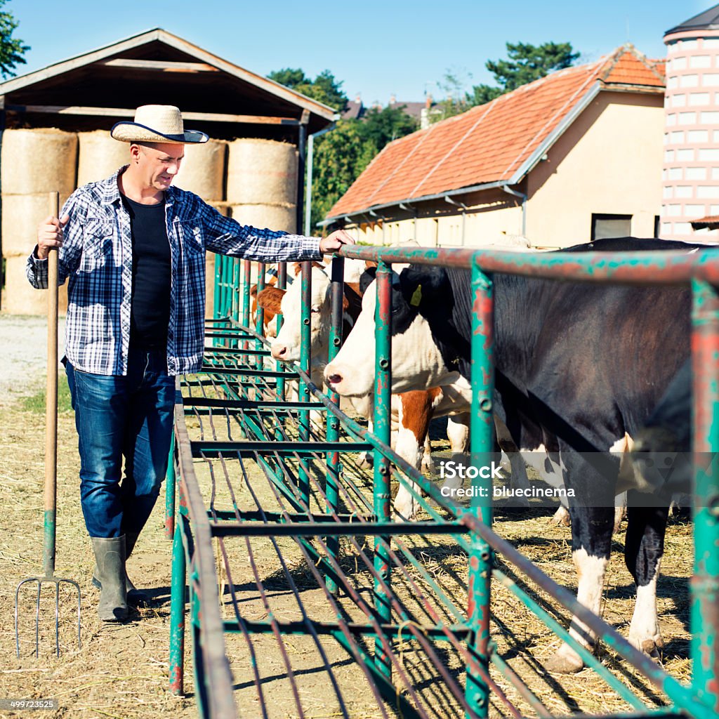 Agricultor está trabajando en una granja de vacas. - Foto de stock de Agricultor libre de derechos