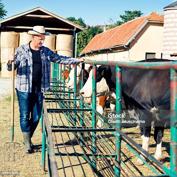 Agricultor Está Trabajando En Una Granja De Vacas Foto de stock y más banco de imágenes de Agricultor - Agricultor, Alimentar, Casa rural
