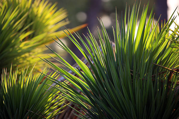 мадагаскар: ifaty в виде пальмовых листьев - ifaty стоковые фото и изображения