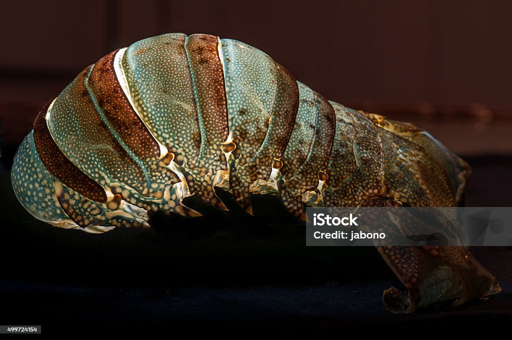 Lobster Shell Features Surprising Lobster Tail Shell Empty And Illuminated From Inside Stock ...