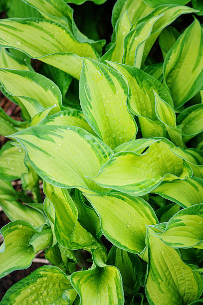 istock various hosta in summer garden, great plant for shady spots 499724324