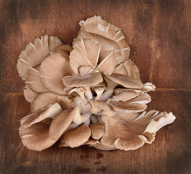 istock oyster mushroom on wooden background 499725216