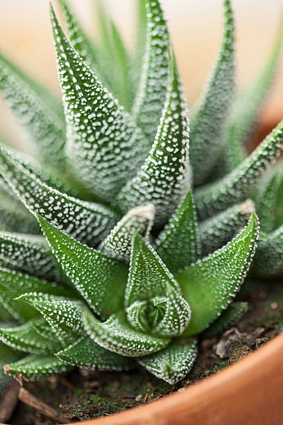 istock Haworthia succulent plant 499725966