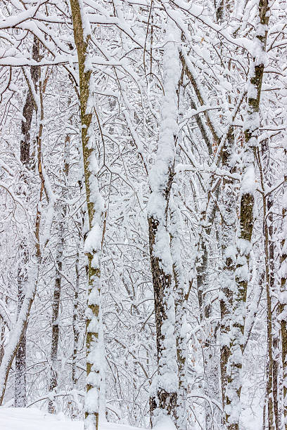 istock Snow Covered Trees In Winter  1 499726472