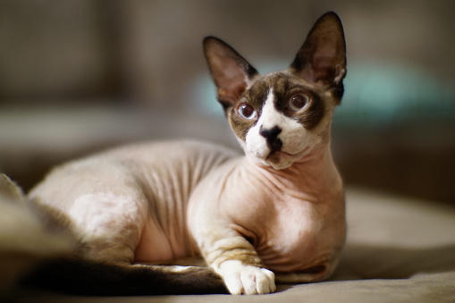 My name is Valentino, and I am a Bambino sphynx cat