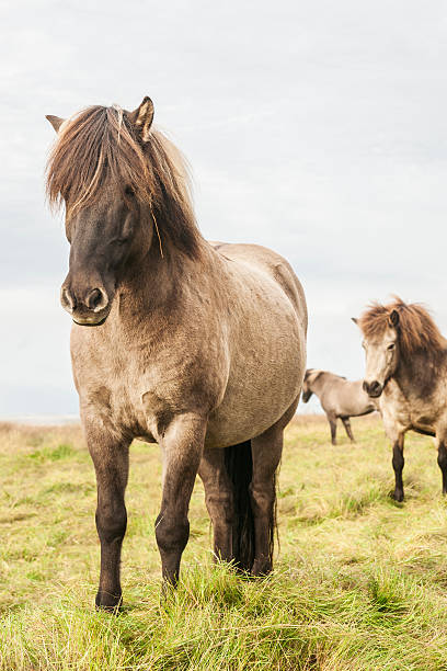 istock Icelandic horses roaming the grassy countryside 499728448
