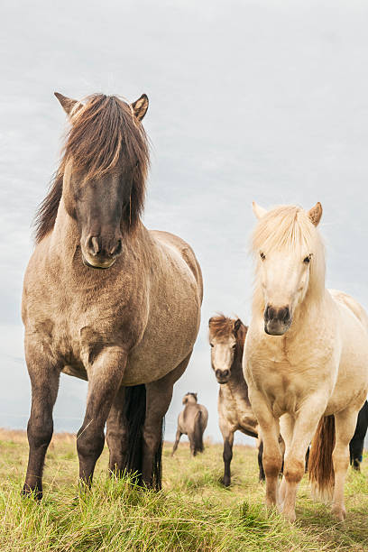 istock Icelandic horses roaming the countryside 499728622
