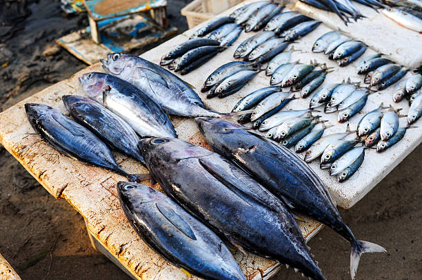 istock Fishes for sale 499729622