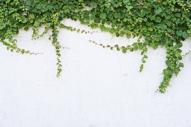 istock ivy leaves isolated on a white background 499731542