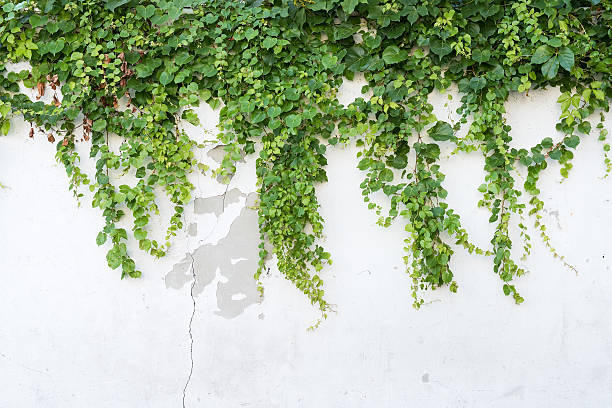 istock ivy leaves isolated on a white background 499731678